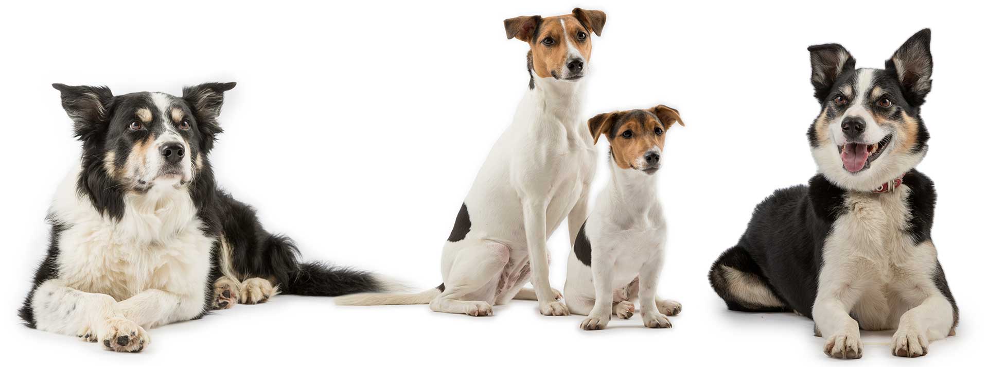 Hunde